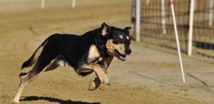 virtueel wedden honden